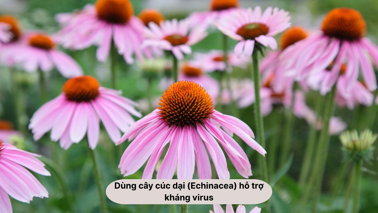 Mẹo dân gian chữa bệnh tay chân miệng với cây cúc dại (Echinacea) giúp hỗ trợ kháng virus