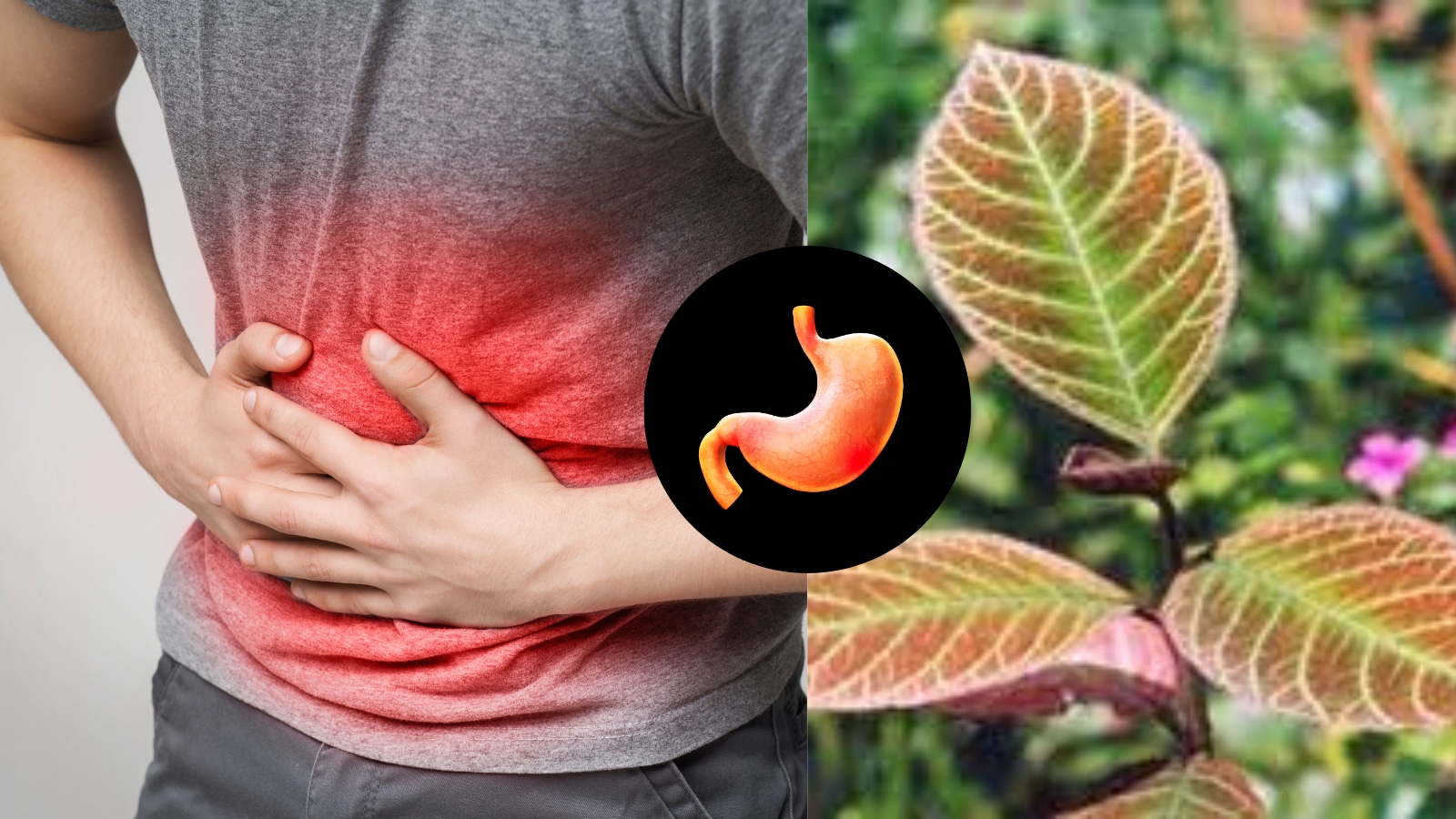 Y học cổ truyền đã dùng lá khôi chữa dạ dày từ lâu 