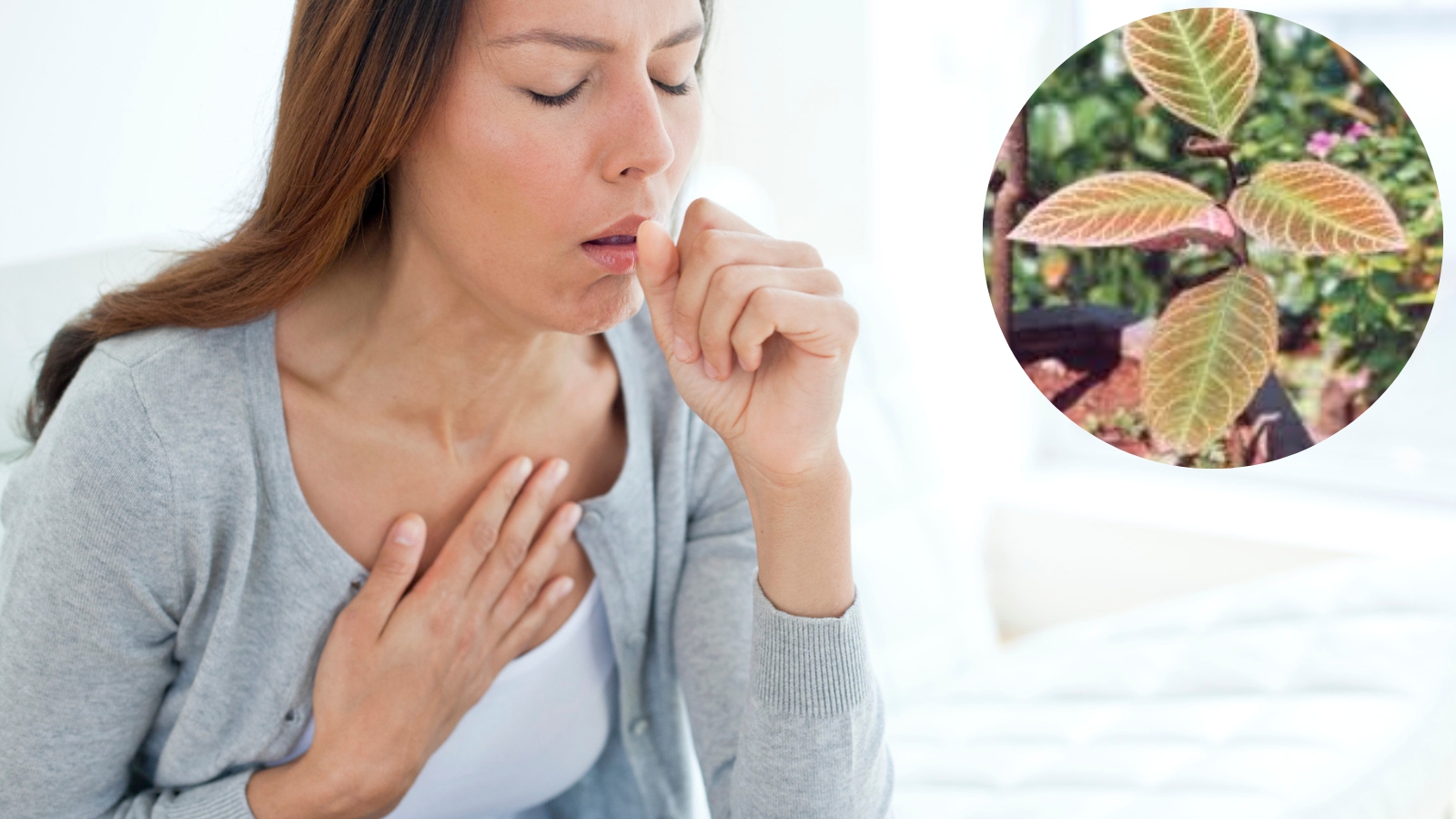 Lá khôi có tác dụng chữa ho, viêm họng