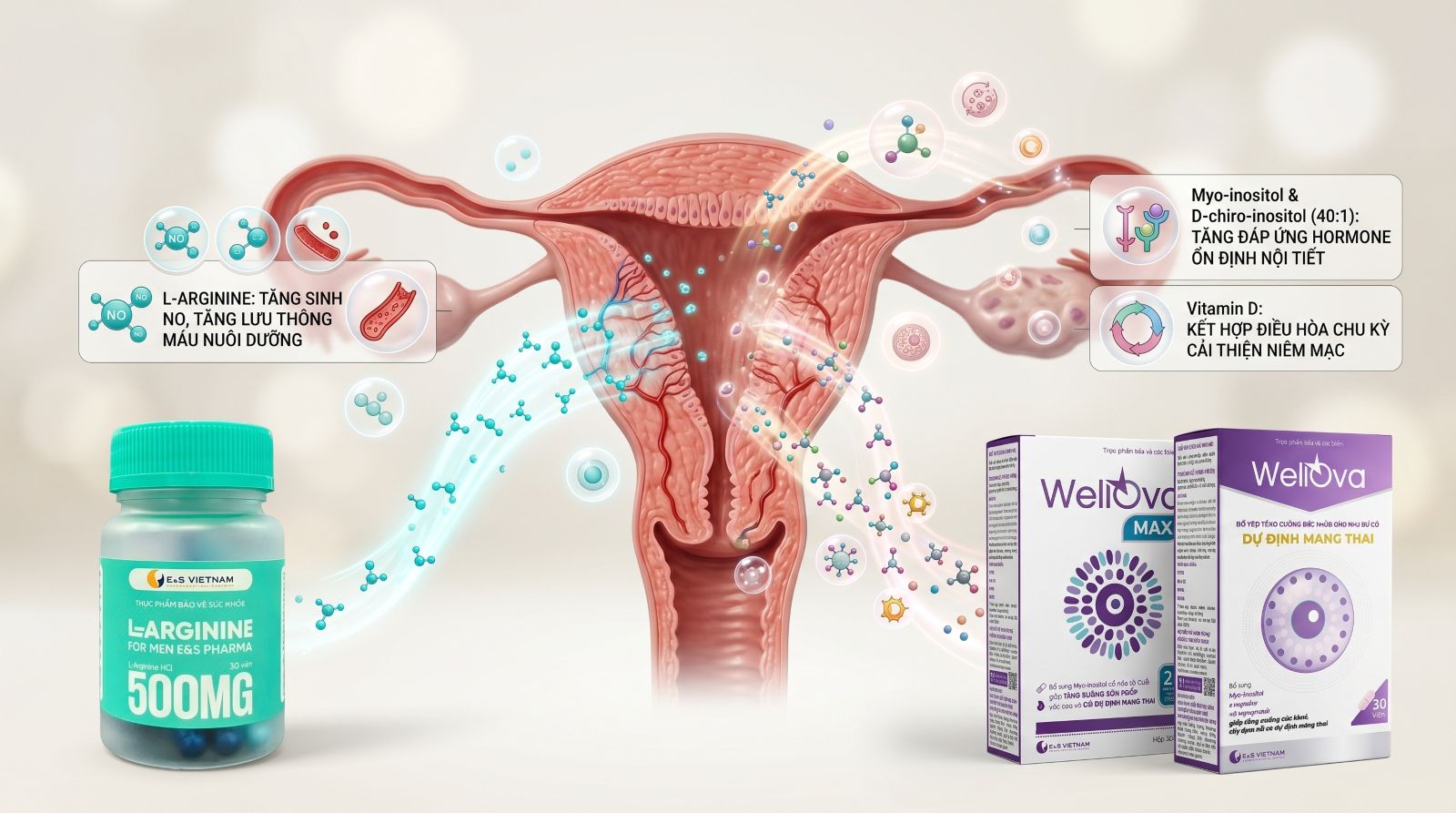 C&aacute;c sản phẩm chứa Myo-inositol v&agrave; L-Arginine l&agrave; những yếu tố quan trọng th&uacute;c đẩy ni&ecirc;m mạc ph&aacute;t triển