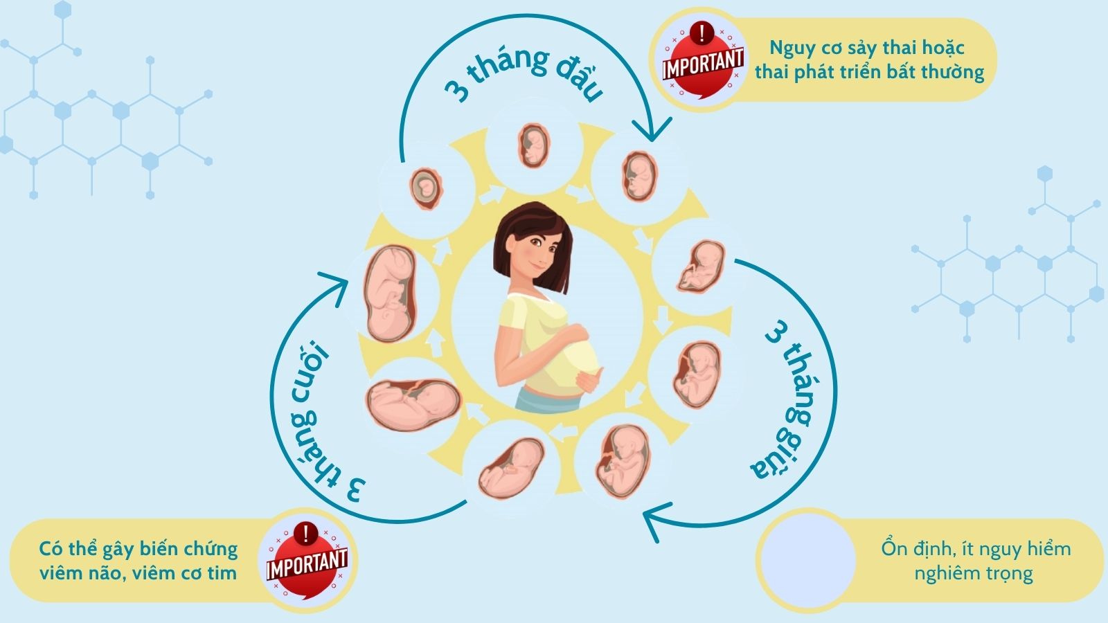 3 tháng đầu và 3 tháng cuối thai kỳ là giai đoạn thai nhi dễ bị ảnh hướng xấu của bệnh tay chân miệng