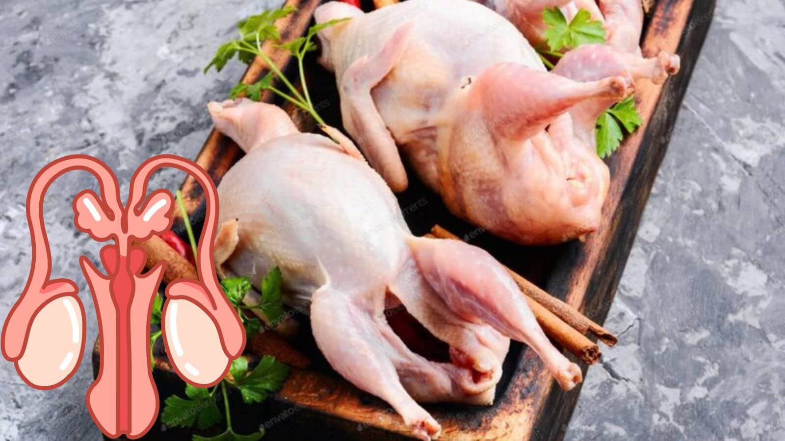 Thịt chim bồ cầu chứa nhiều dinh dưỡng giúp cải thiện số lượng và chất lượng tinh trùng