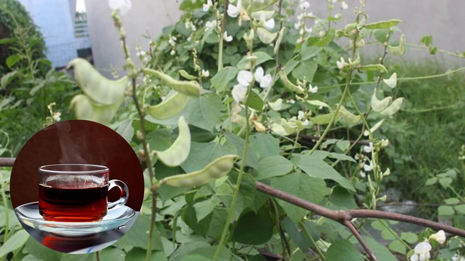 Nước uống từ rễ đậu ván khô giúp nam giới tăng ham muốn, cải thiện chất lượng tinh trùng