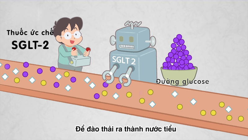 Nhóm ức chế SGLT2 tăng thải qua đường tiết niệu để giảm glucose trong máu