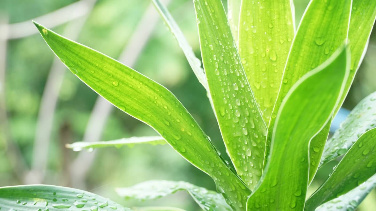 Hình ảnh cây lược vàng