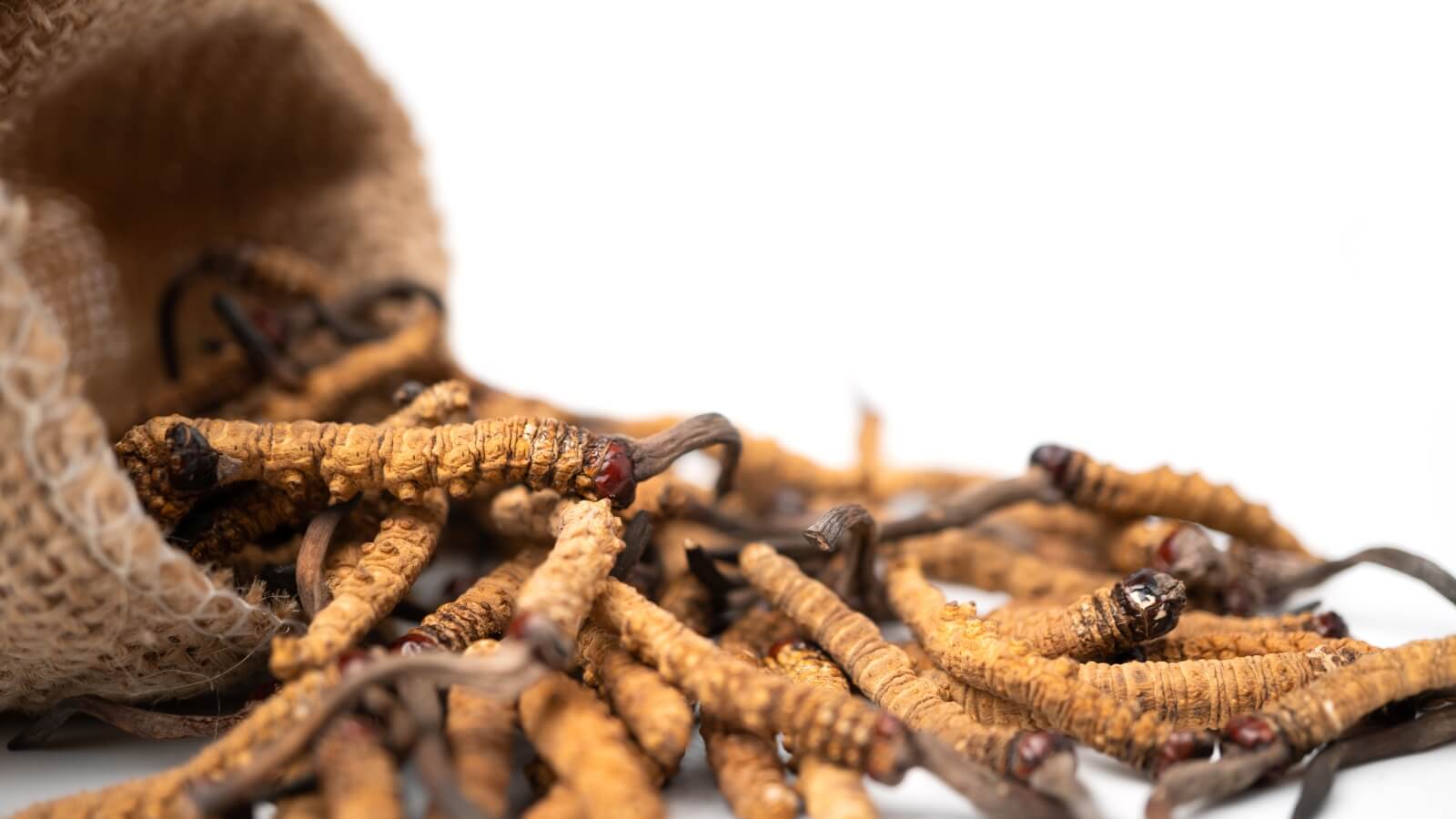 Đông trùng hạ thảo là loại dược liệu quý có tác dụng chữa yếu sinh lý