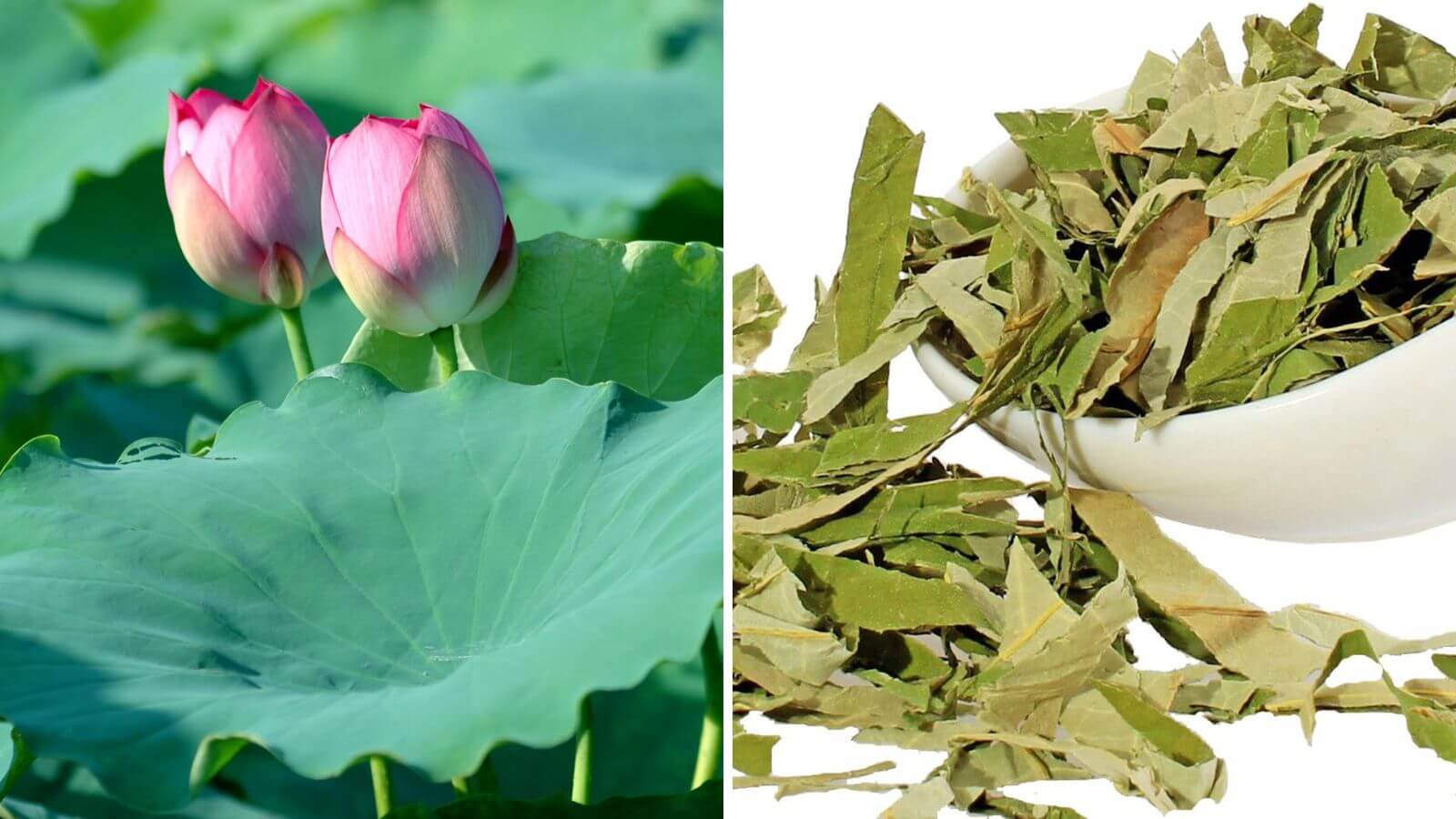 Cách điều trị tinh trùng vón cục tại nhà bằng các mẹo dân gian