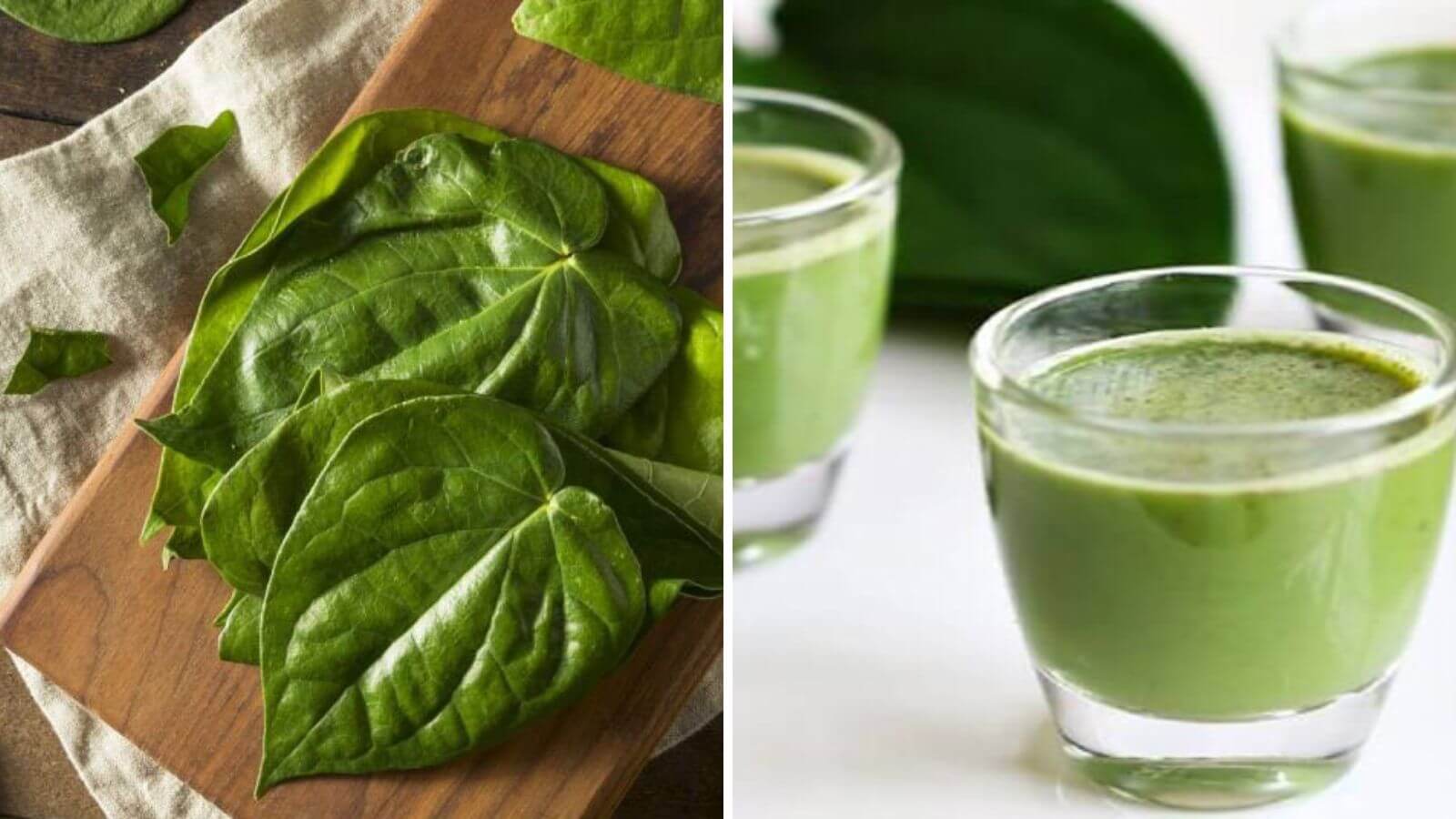 Lá trầu không có công dụng kháng khuẩn, kháng viêm rất tốt