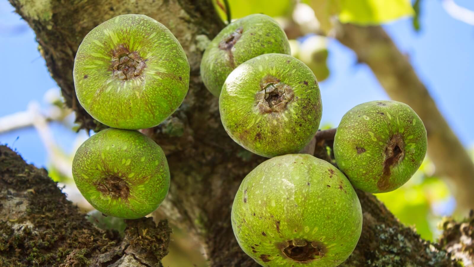 Bí quyết dùng quả sung chữa trào ngược dạ dày