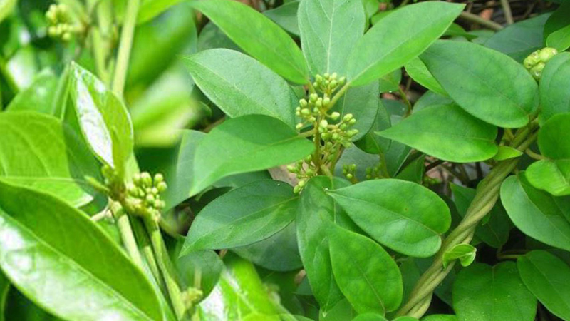 Dây thìa canh là thảo dược có công dụng tốt nhất trong điều trị tiểu đường