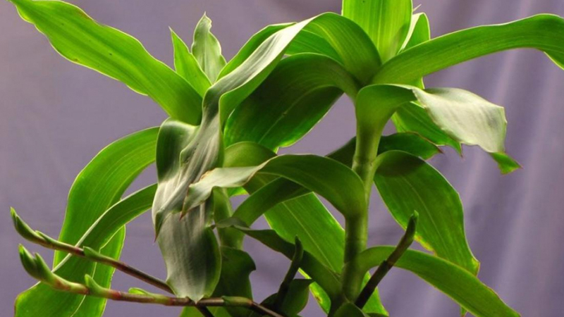 Cách sử dụng cây lược vàng để chữa bệnh tiểu đường