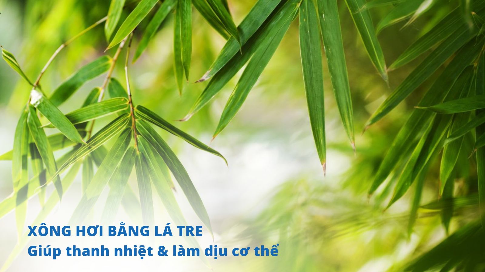 Lá tre có tác dụng làm mát và giải nhiệt cơ thể, giúp toát mồ hôi