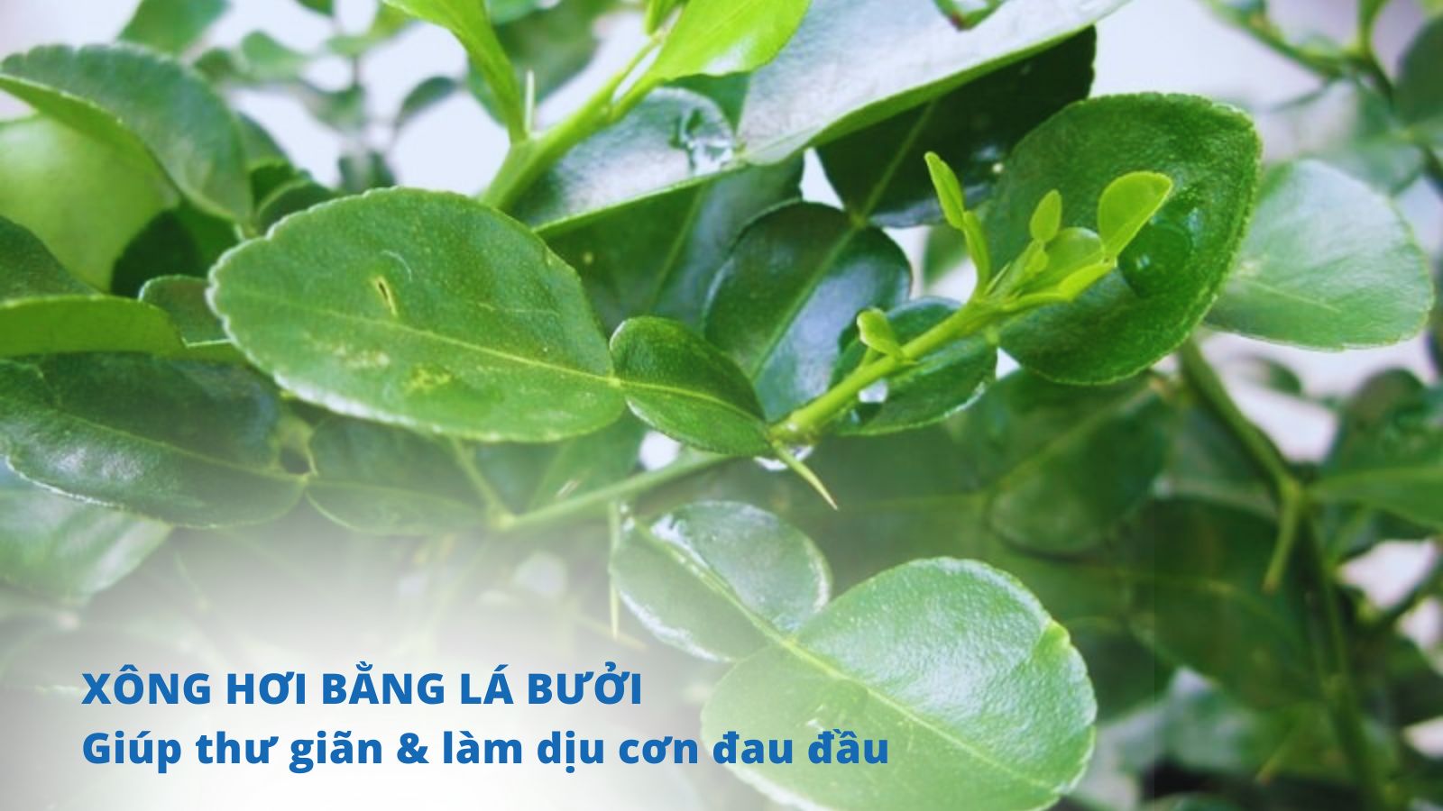 Hương thơm lá bưởi dễ chịu, giúp thư giãn và làm giảm chứng đau đầu khi bị cảm lạnh