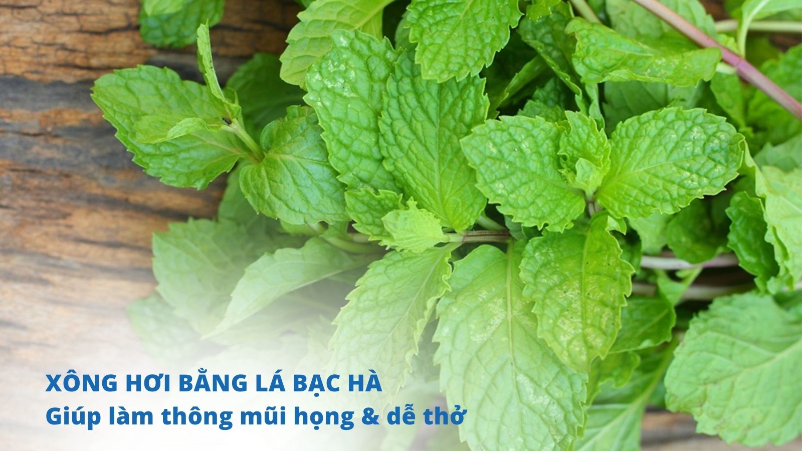 Lá bạc hà có công dụng làm thông mũi, mát họng và dễ thở