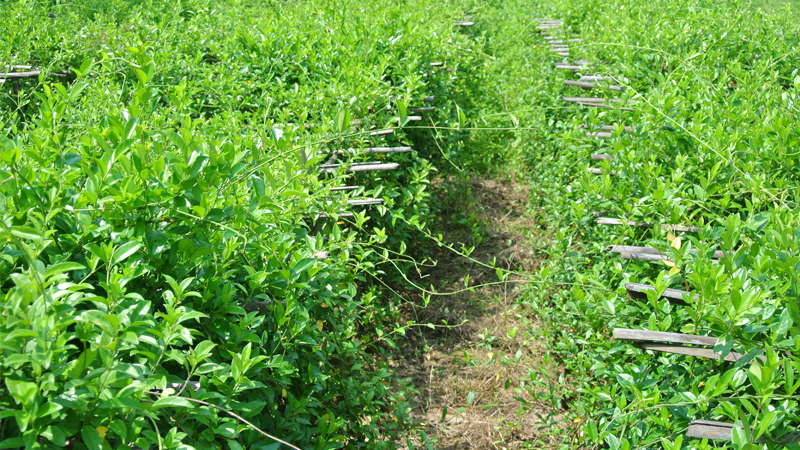 Dây thìa canh sử dụng làm cao phải được chuẩn hóa