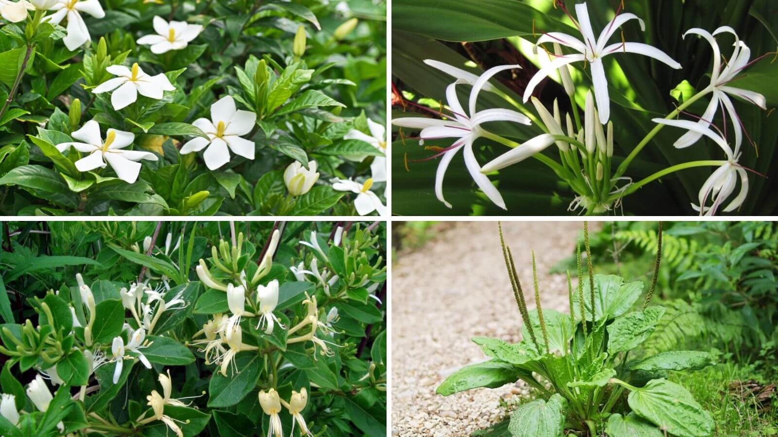 Phái mạnh có thể dụng một số cây thuốc nam để chữa viêm tuyến tiền liệt