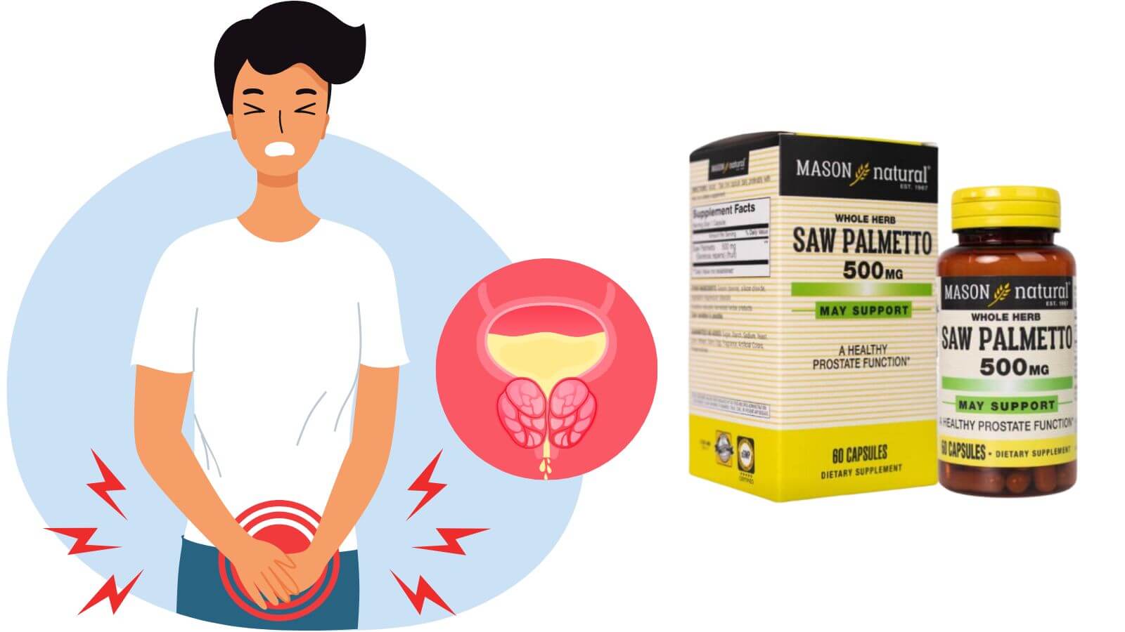 Mason Saw Palmetto chứa thành phần chính là chiết xuất cây cọ lùn