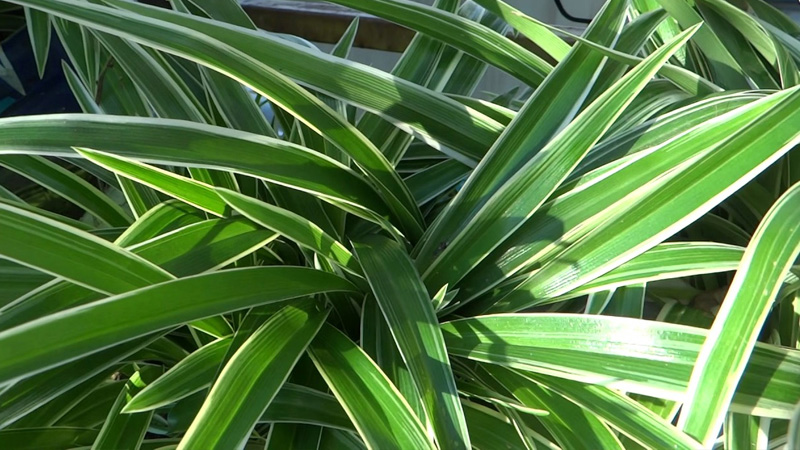 cây mạch môn điều trị tiểu đường