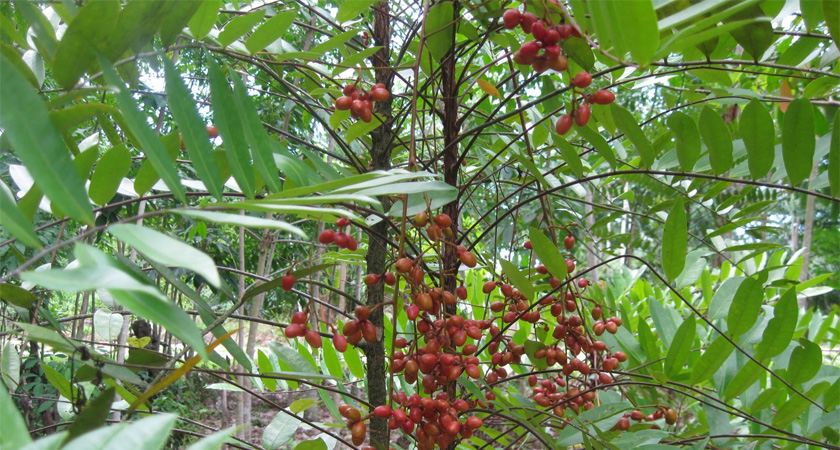 Cây Mật Nhân điều Trị Tiểu đường