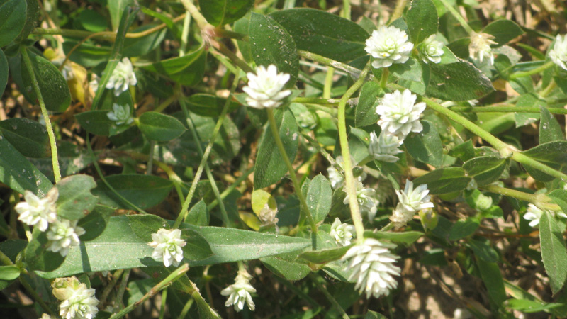 cây nở ngày đất chữa tiểu đường