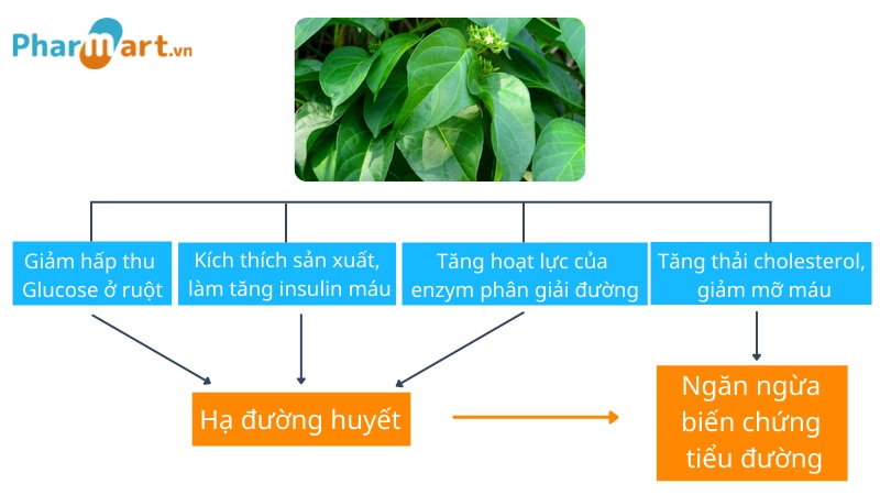 Công dụng chữa bệnh tiểu đường của cây dây thìa canh