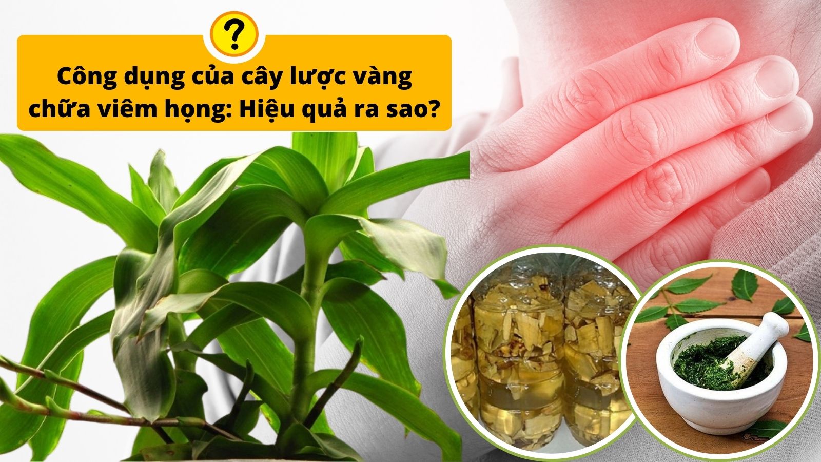 Công dụng của cây lược vàng chữa viêm họng: Hiệu quả ra sao?