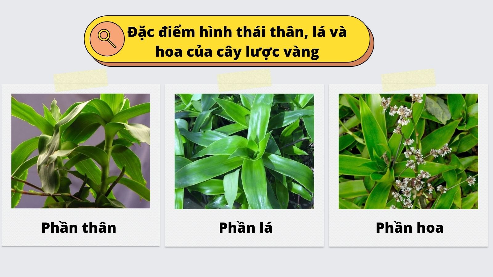 Cây lược vàng với phiến lá to và hoa xếp trục dài
