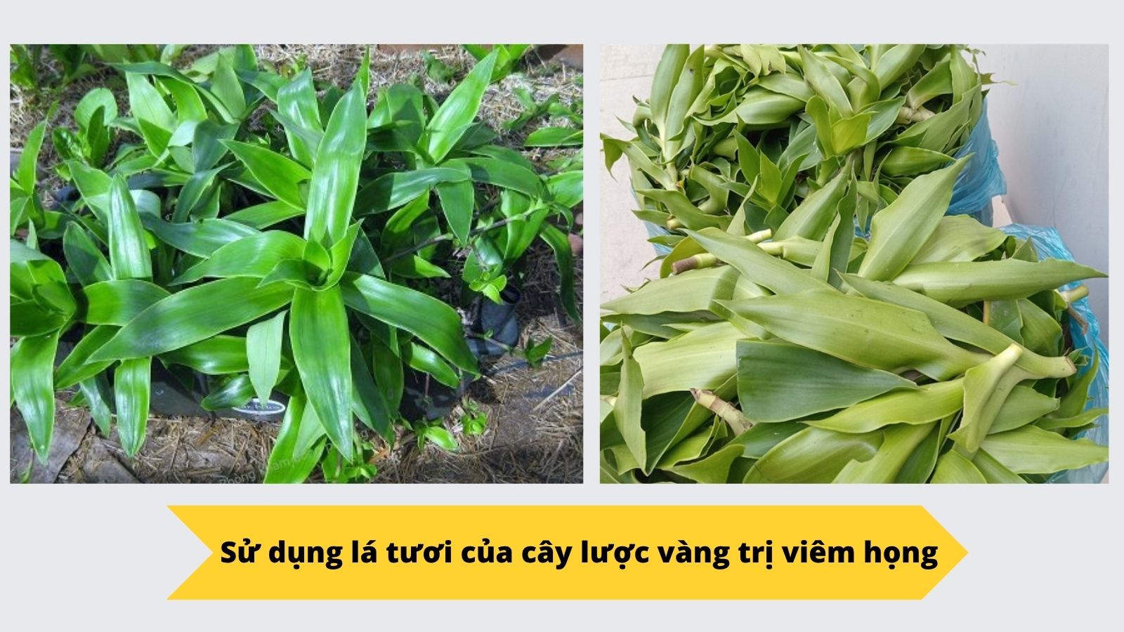 Lá lược vàng tươi với phiến dài, màu xanh đậm