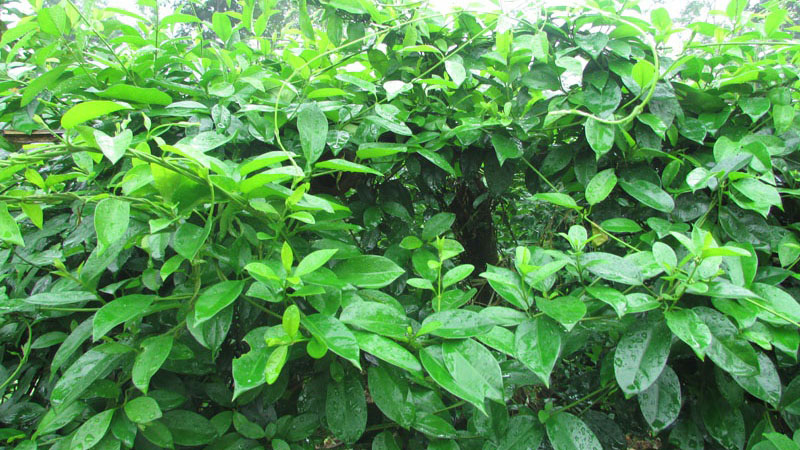 Dây thìa canh khô