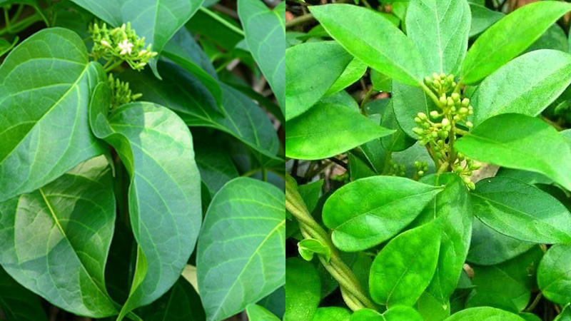 DK-Betics giá bao nhiêu? DK-Betics Gold giá bao nhiêu?