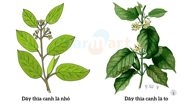 phân biệt dây thìa canh lá to với lá nhỏ