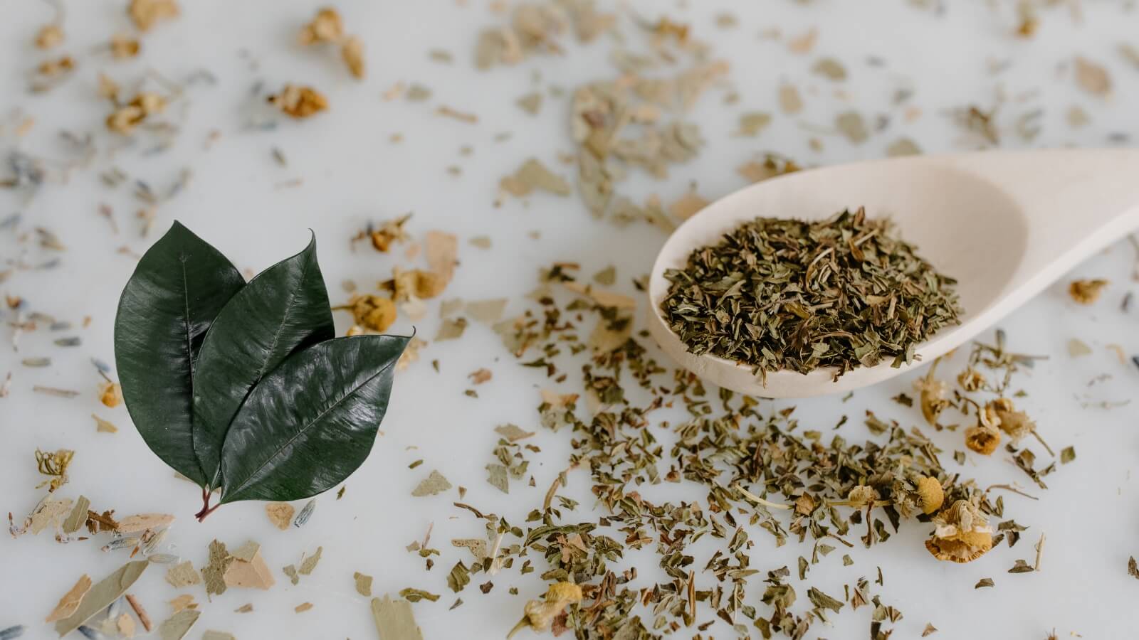 Bài thuốc từ lá vú sữa chữa trào ngược dạ dày