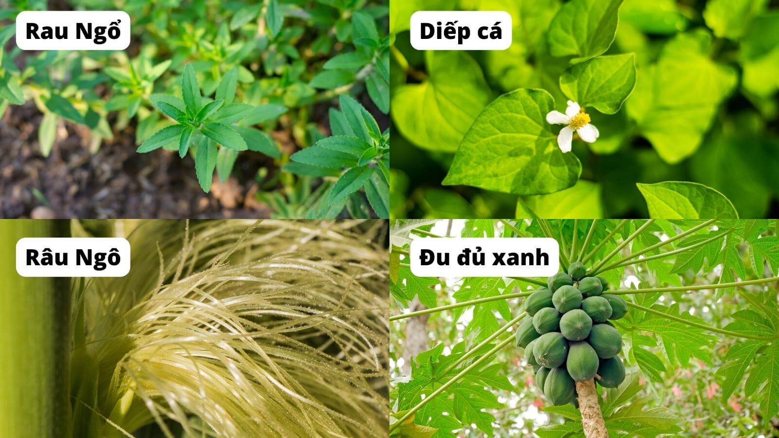 Bốn loại thực vật giúp cải thiện tình trạng thận yếu