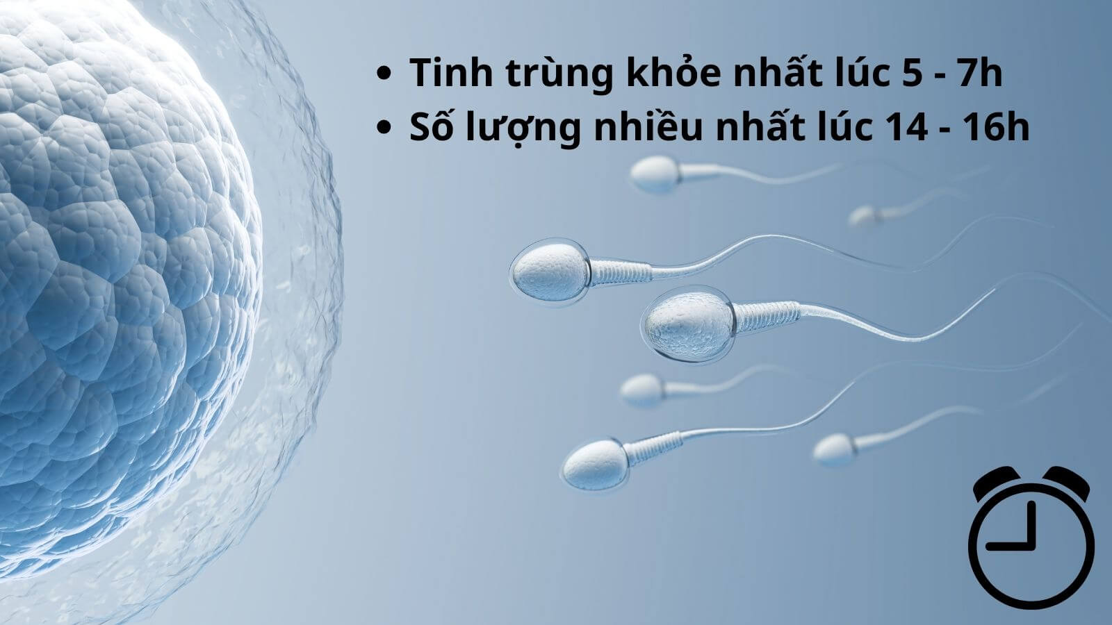 Tinh trùng khỏe nhất vào thời gian nào trong ngày là thắc mắc của nhiều người