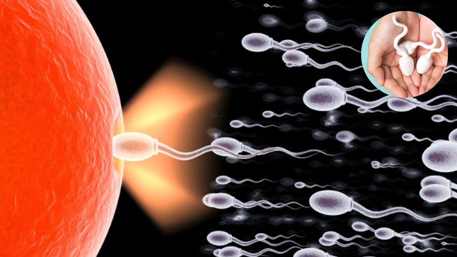 Thông tin tinh trùng khỏe mạnh nhất vào thời gian nào giúp nam giới tăng tỷ lệ thụ thai thành công