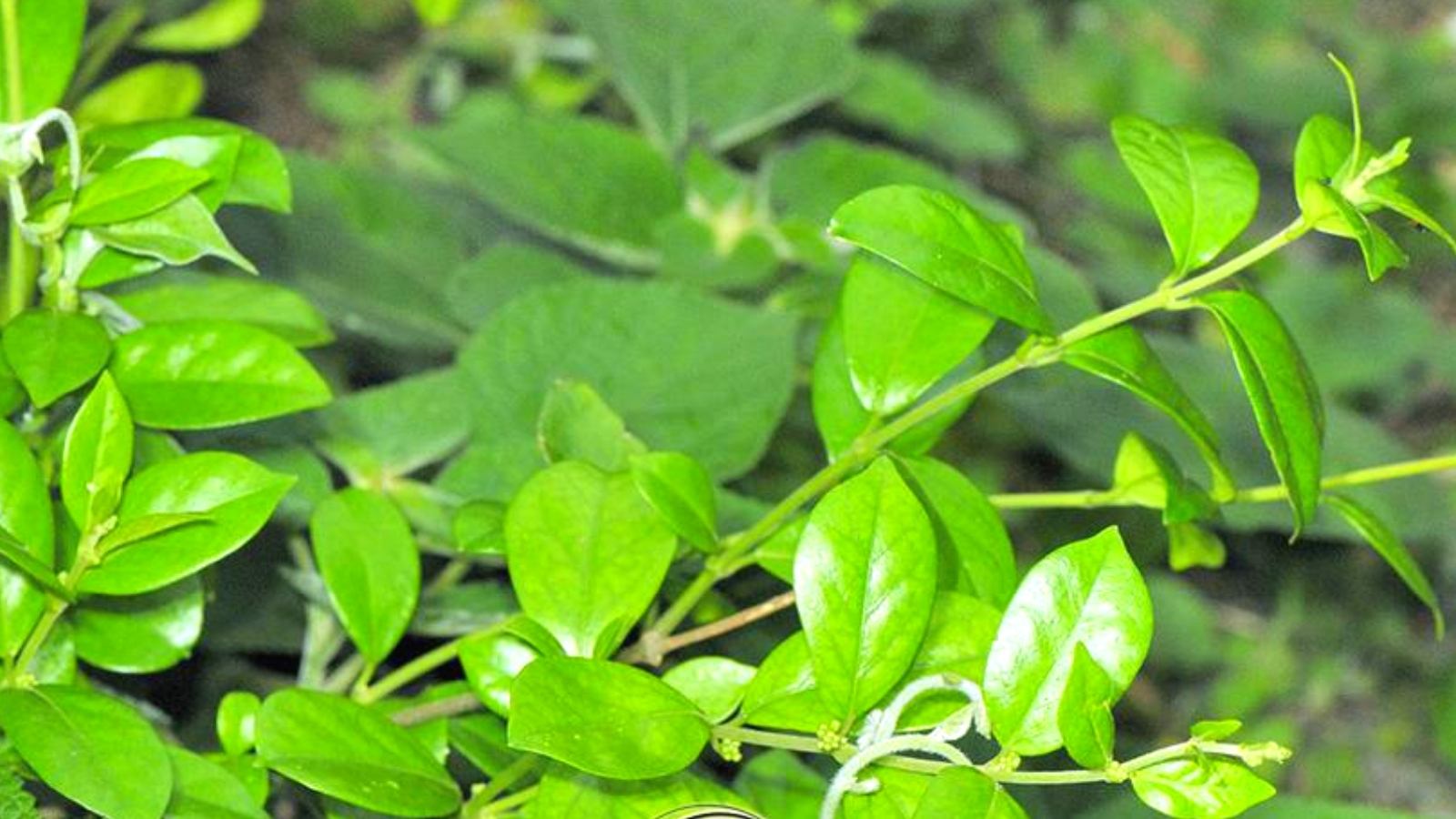 Dây thìa canh lá to là thành phần chính có trong Gumar Plus