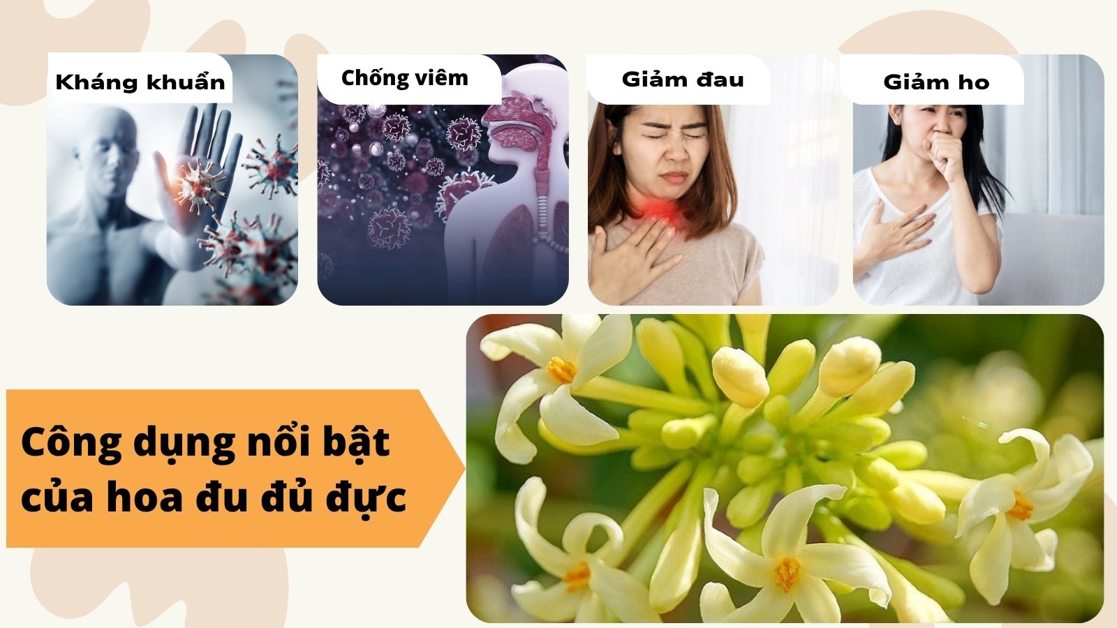 Hoa đu đủ đực giúp kháng viêm, giảm đau, làm dịu cơn ho