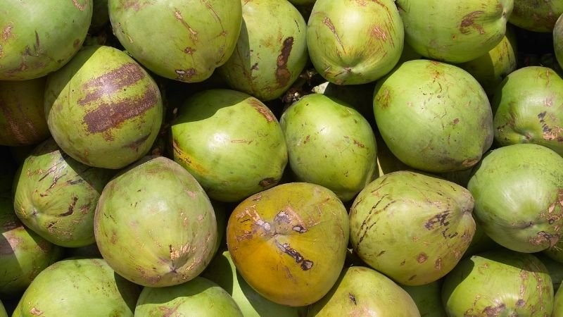 Nên lựa chọn những quả dừa có vỏ màu xanh, tươi và đều màu.