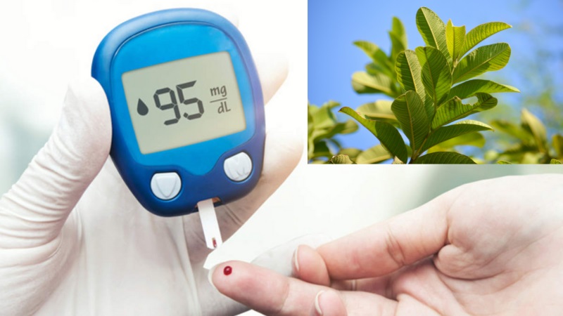 Lá ổi có tác dụng chữa tiểu đường hiệu quả