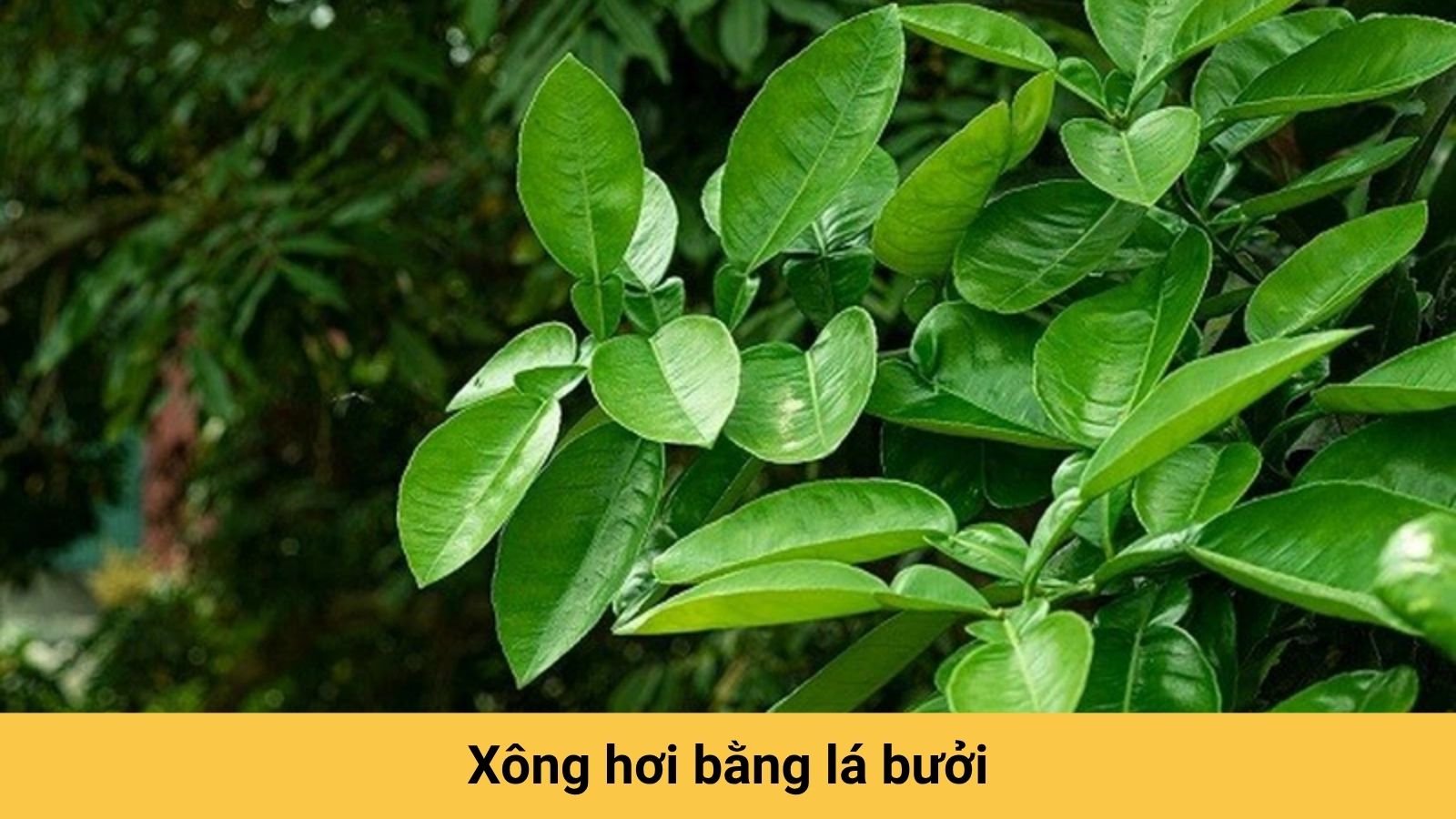 Giảm nhanh triệu chứng cảm cúm với nồi lá xông cảm cúm từ lá bưởi