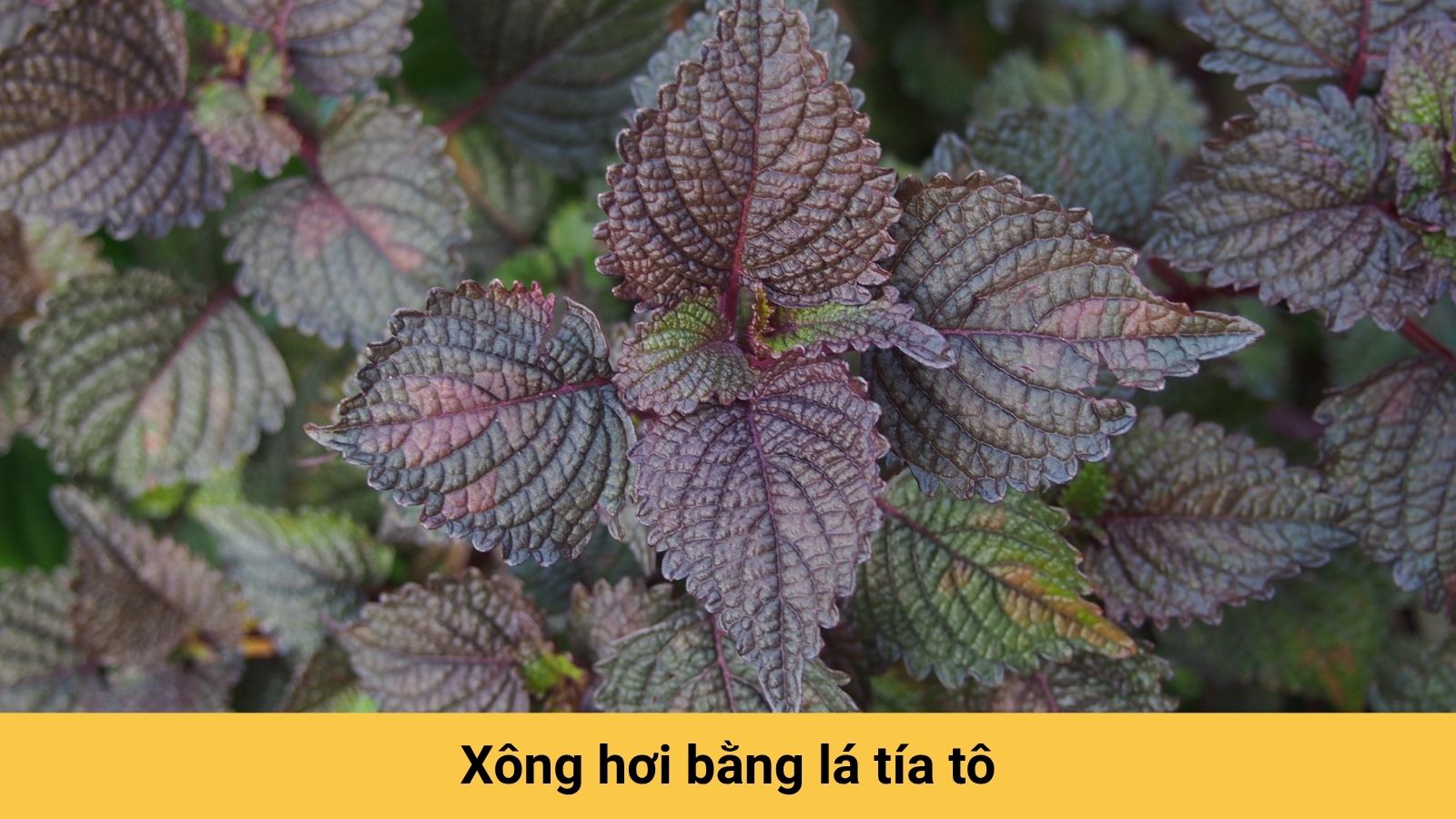 Lá tía tô có khả năng hạ sốt nhẹ