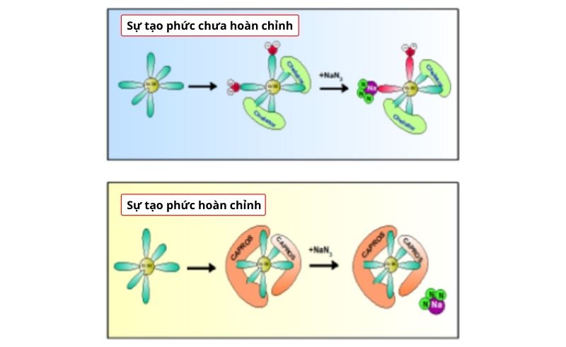 Crom III được kết hợp với Polyphenolic (có trong chiết xuất quả Me rừng chuẩn hóa - tên thương mại là Capros).