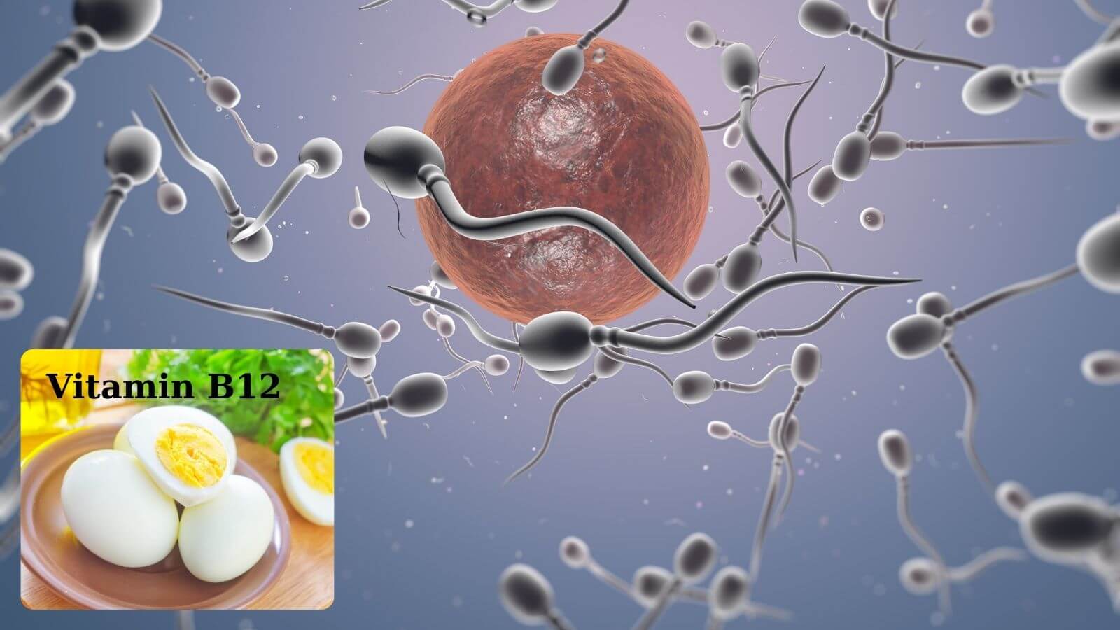 Vitamin B12 trong trứng giúp cải thiện số lượng và chất lượng tinh trùng