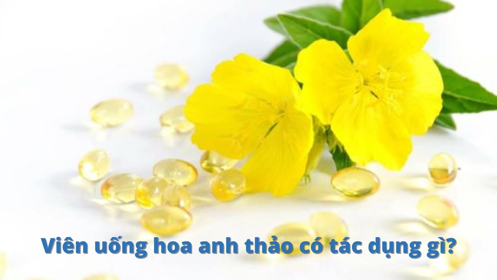 Tác dụng của viên uống hoa anh thảo là gì?