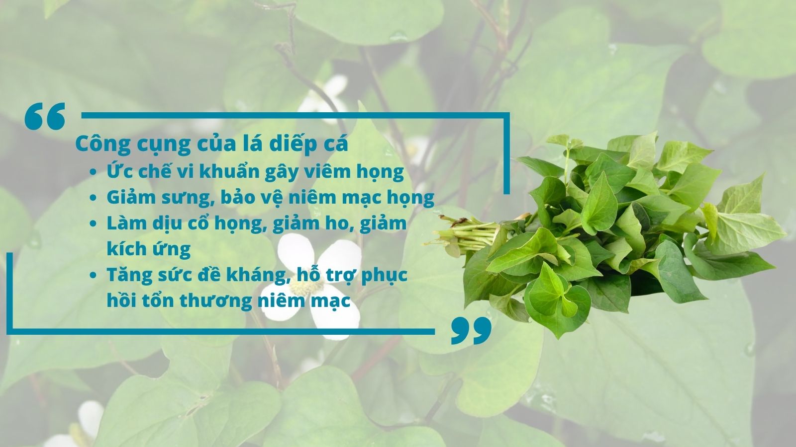 Lá diếp cá chữa viêm họng là nhờ đặc tính thanh nhiệt, giải độc và tiêu viêm mạnh