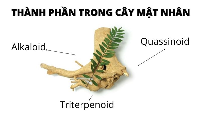 Thành phần cây mật nhân ngăn ngừa biến chứng tiểu đường