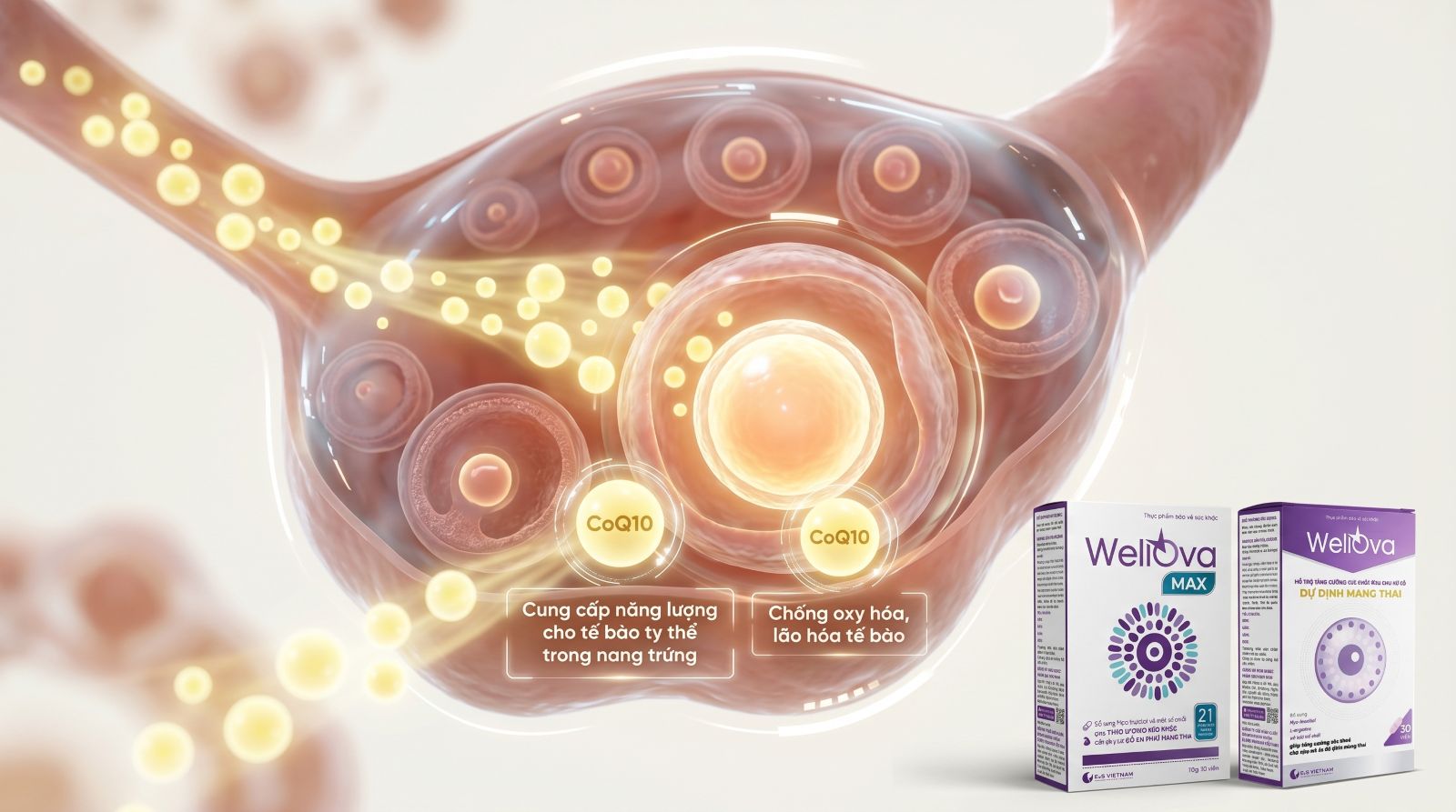 CoQ10 cải thiện chất lượng trứng nhờ tăng cường nguồn năng lượng v&agrave; chống oxy h&oacute;a tế b&agrave;o nang trứng