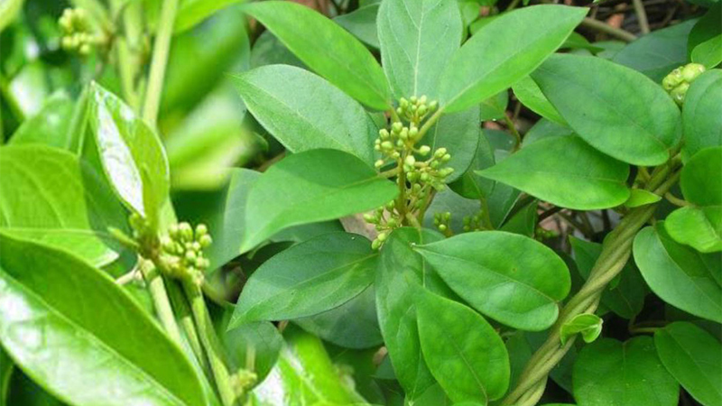 Dây thìa canh là cây thuốc chữa tiểu đường tốt nhất