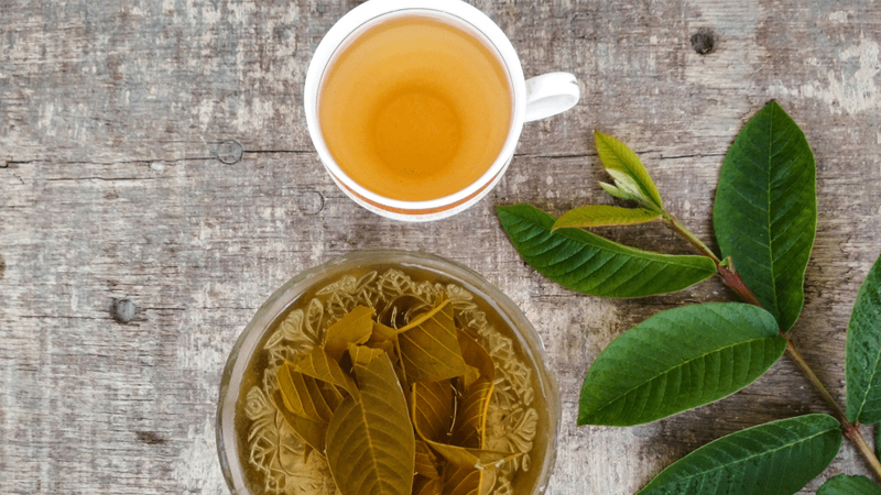 Lá ổi là vị thuốc nam trị tiểu đừng ít người biết đến