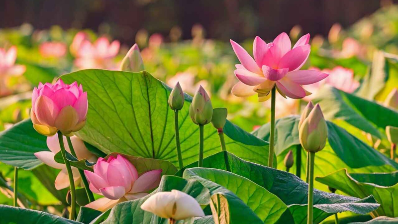 Điều trị tiểu đường bằng cây hoa sen mang lại nhiều tác dụng